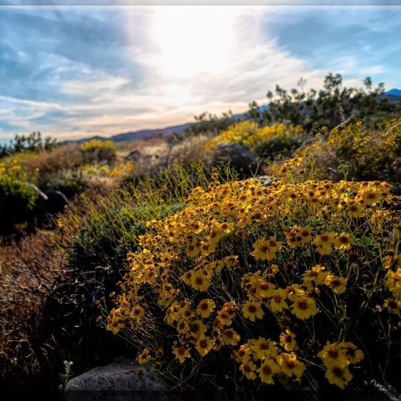 Joshua Tree's Beauty!  - Picture 9 of 16